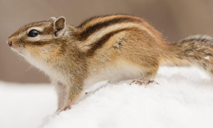 烟台花为媒鲜花有限公司轮播图3