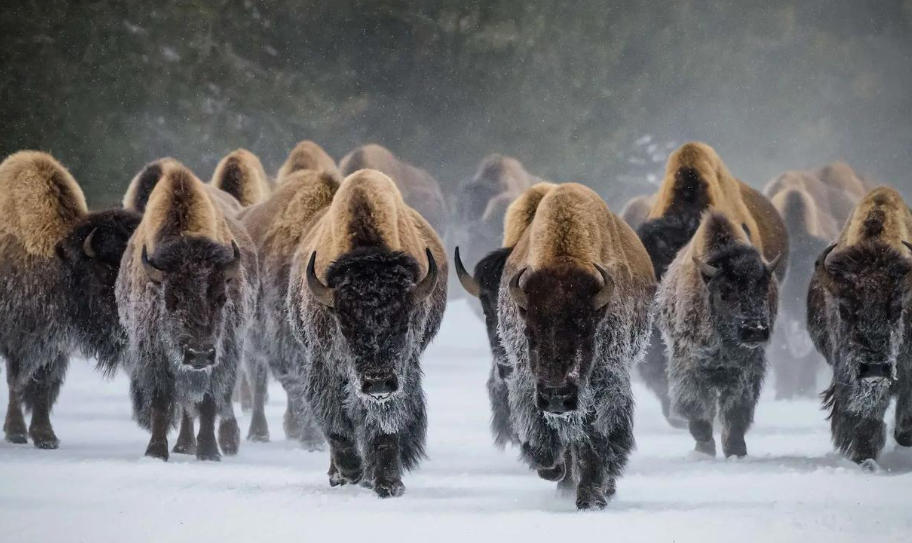 烟台花为媒鲜花有限公司轮播图5